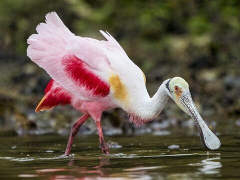 roseate spoonbill.jpg