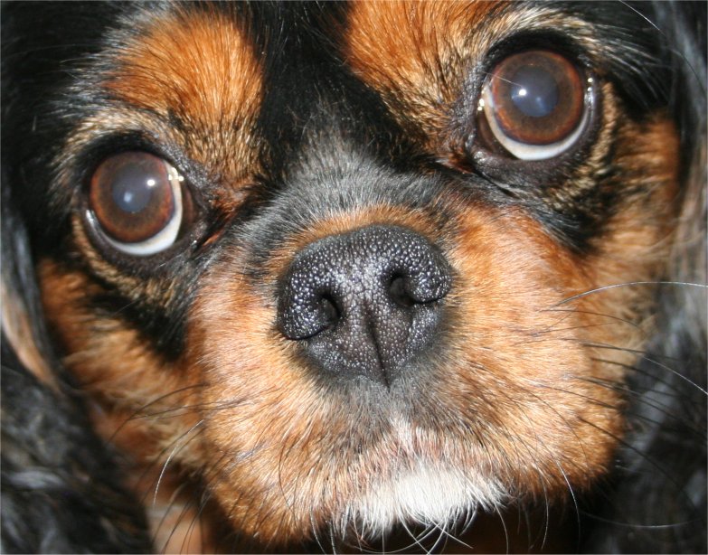 rosie.jpg