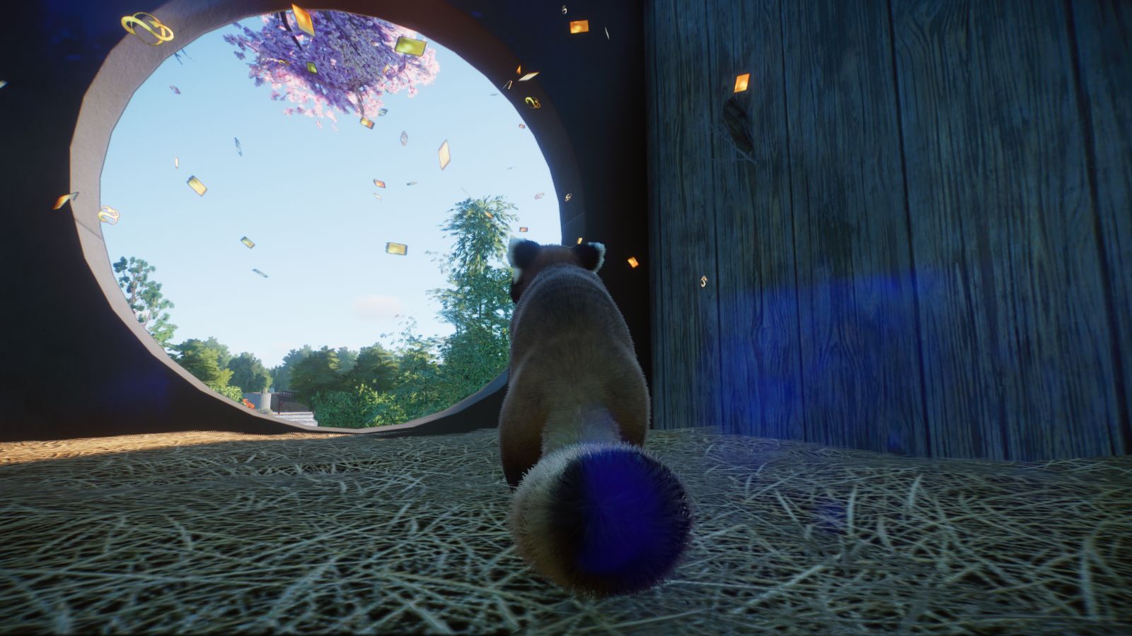 Roter Panda2.jpg