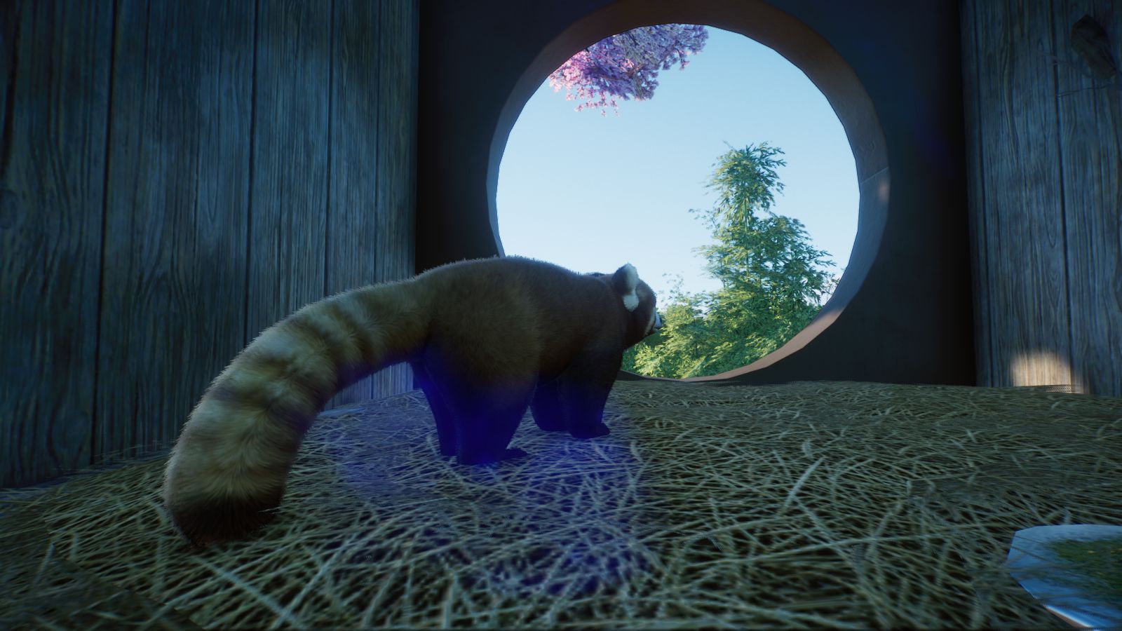 Roter Panda3.jpg