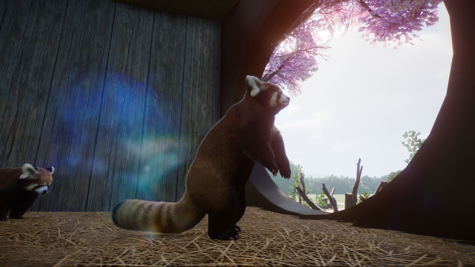 Roter Panda5.jpg