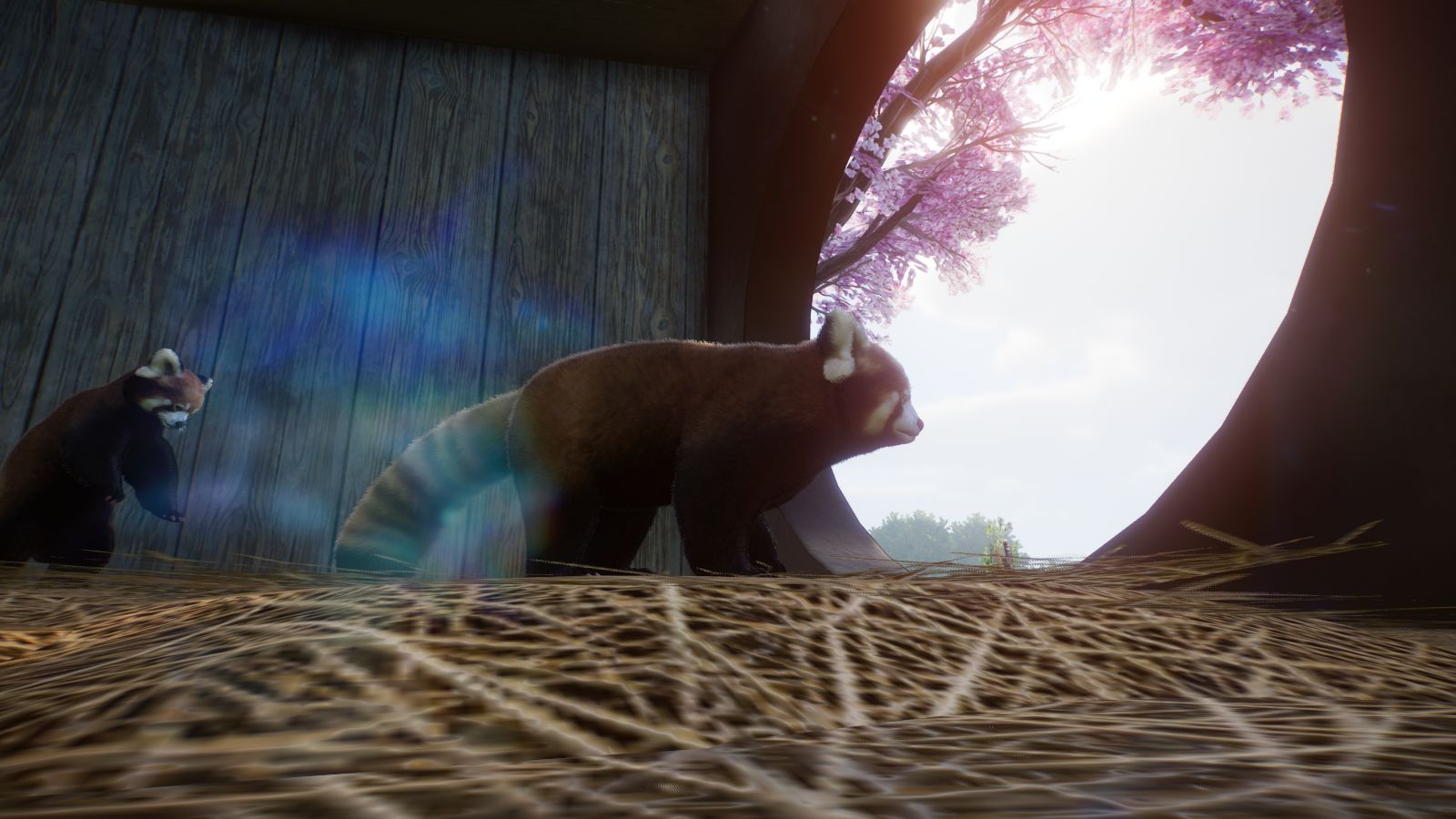 Roter Panda6.jpg