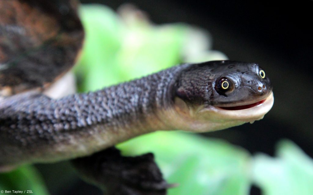 Roti-Island-snake-necked-turtle-rank-6-Chelodina-mccordi_Ben-Tapley-ZSL-1024x638.jpg