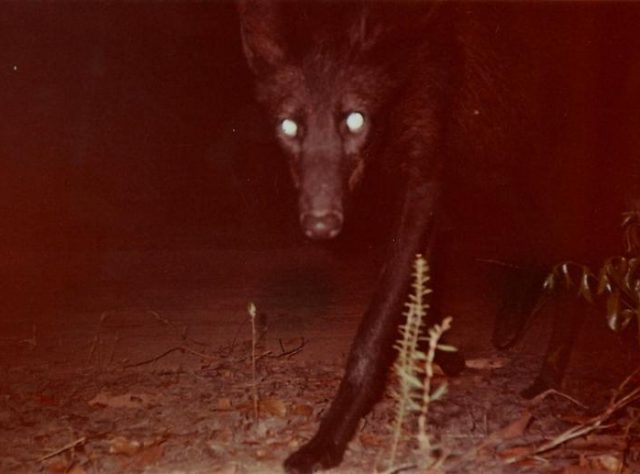rs20917_black_maned_wolf_chrysocyon_brachyurus_instituto_biotropicos_0-scr_1-640x474.jpg