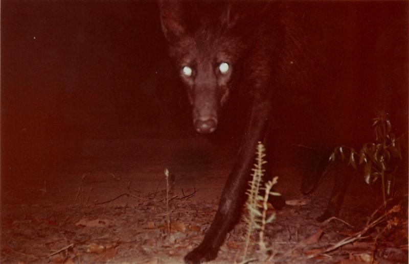 rs20917_black_maned_wolf_chrysocyon_brachyurus_instituto_biotropicos_0-scr_1.jpg