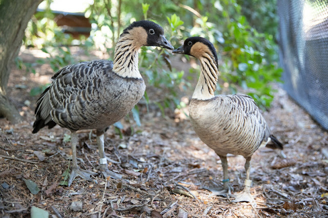RS44139_2023_05_16 nene-3-ohi.jpg