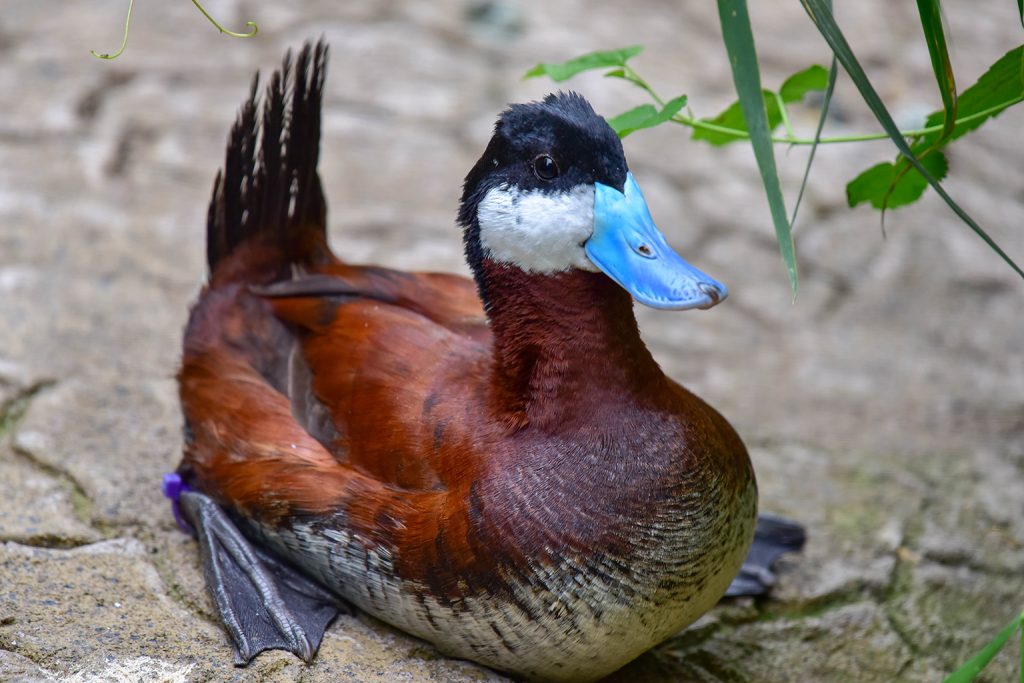 RuddyDuck2-1024x683.jpg