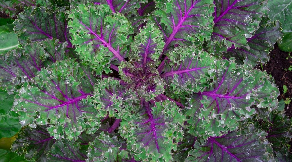 Russian-Kale-After-a-Rain.jpg
