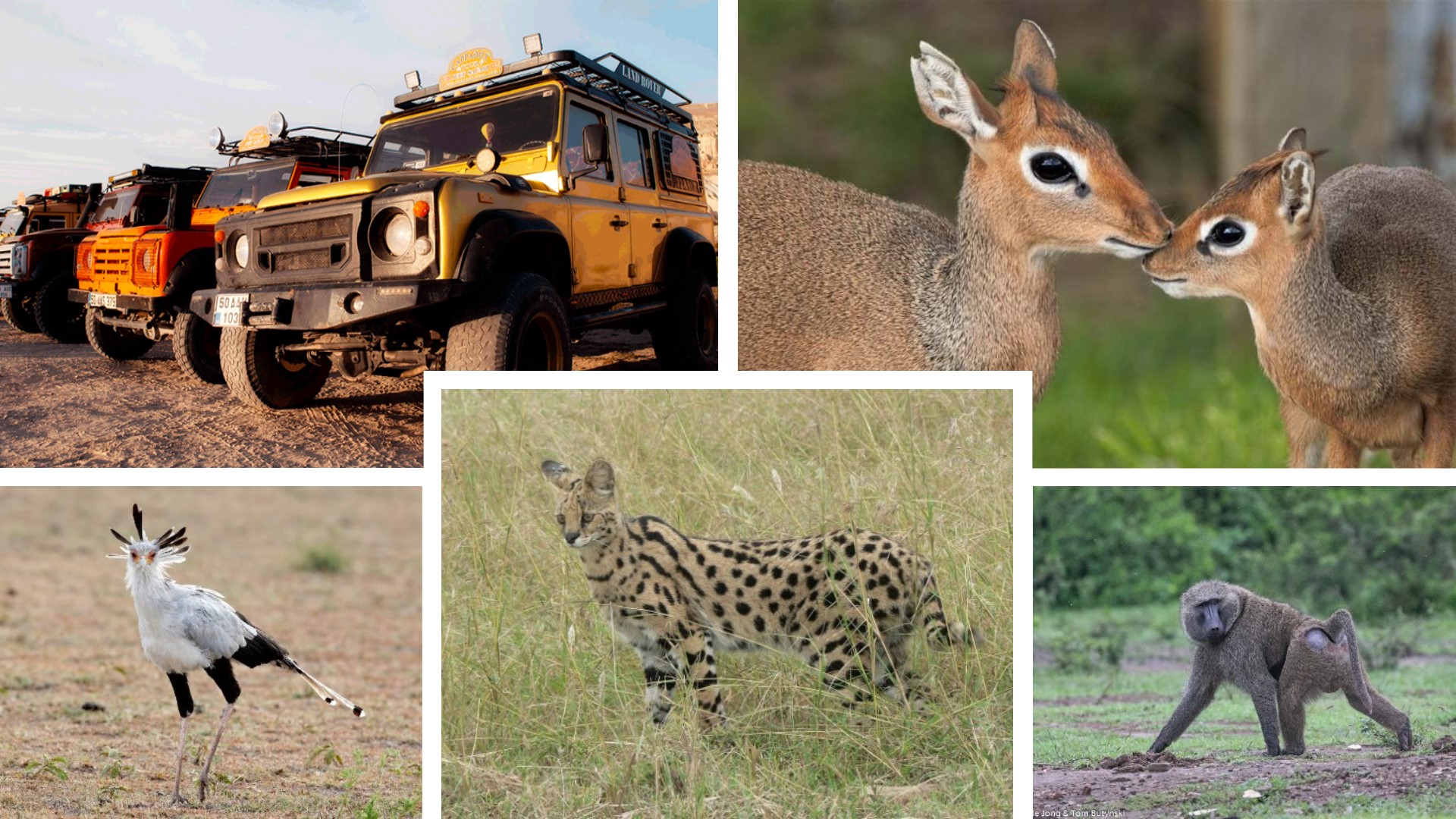 safari-pack.jpg