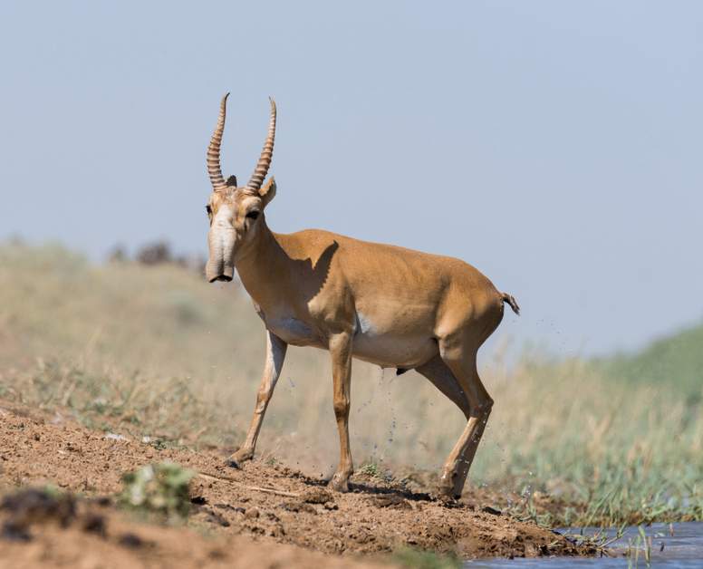 saiga-antelope-facts.jpg