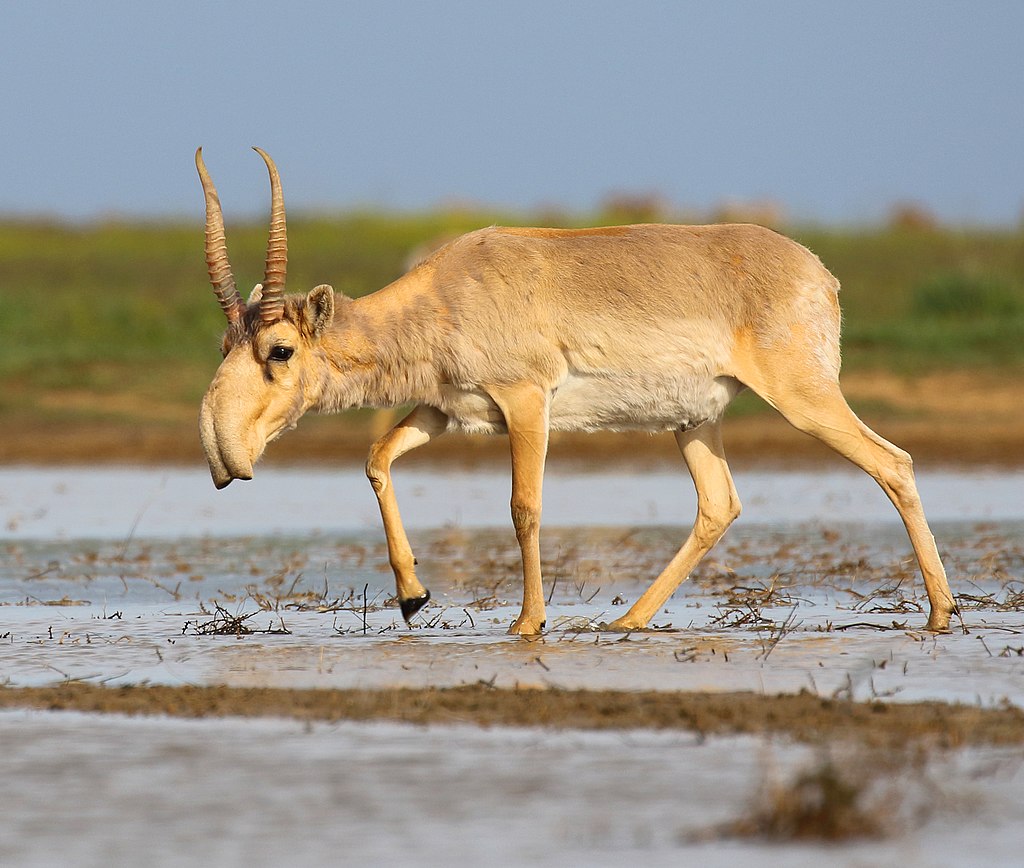 Saiga antelope.jpg