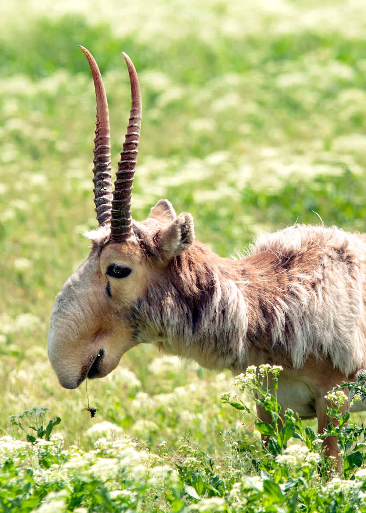 Saiga-antelope.jpg