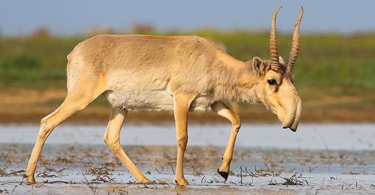 saiga_antelope_andrey_giljov_wikipedia_wc.jpg