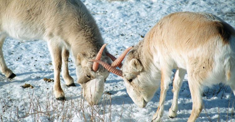 saiga_pavel_sorokin.jpg