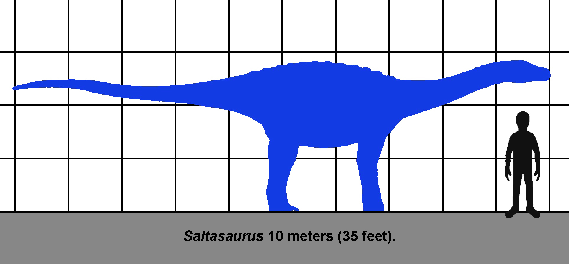 Saltasaurus_SIZE_01.jpg