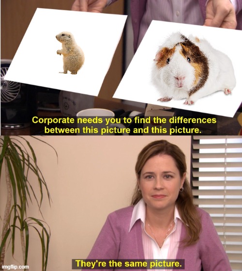 Same.jpg