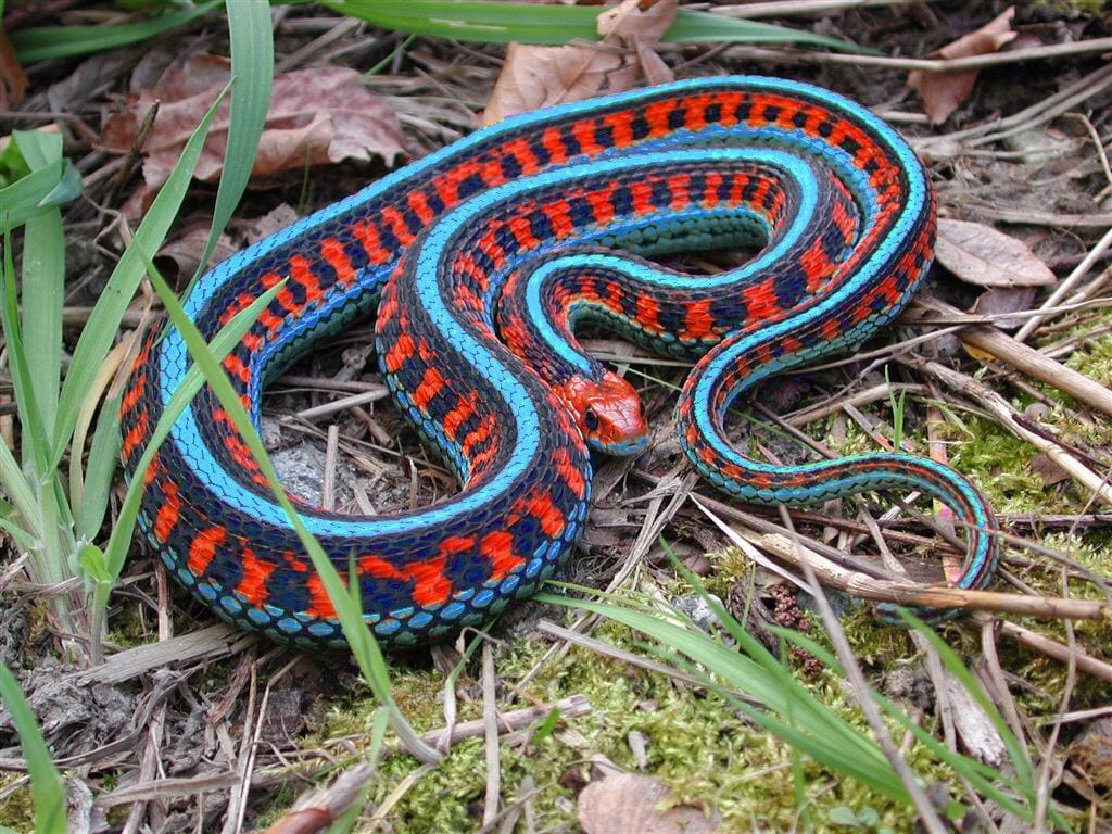 San-Francisco-Garter-Snake.jpg
