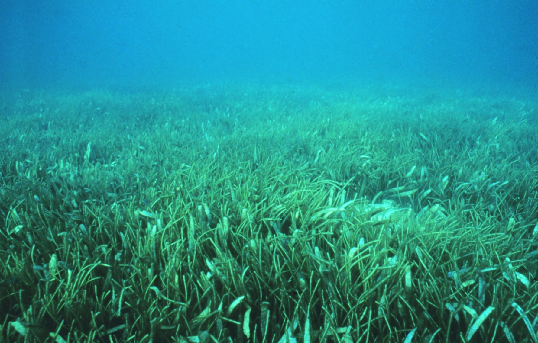 Sanc0209_-_Flickr_-_NOAA_Photo_Library.jpg