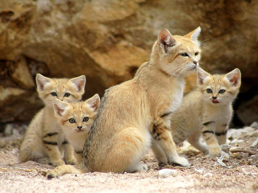 sand-cats-kittens-forever-15.jpg