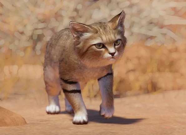 sandcat.jpg