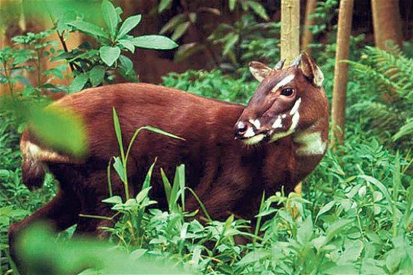saola asian unicorn vietnam.jpg