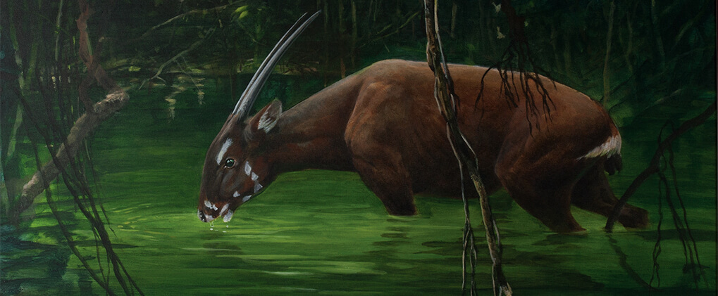 saola-banner-151439108f.jpg