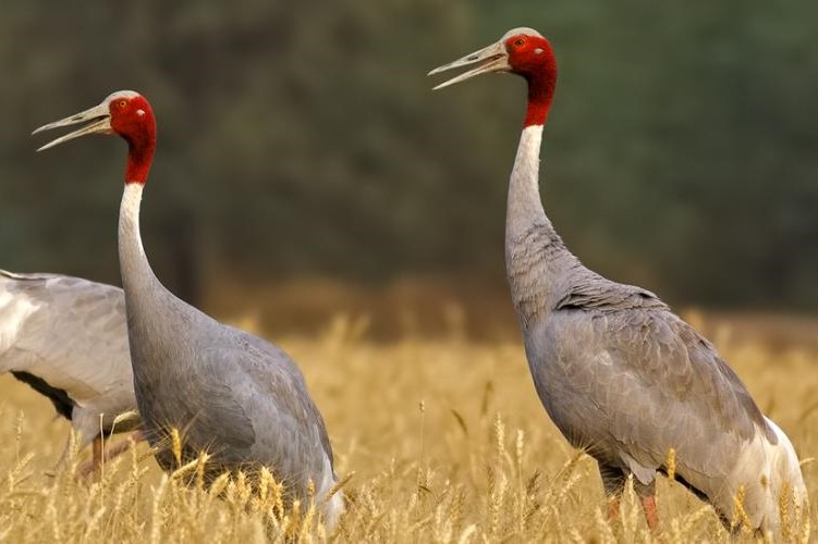 sarus-crane-q.jpg