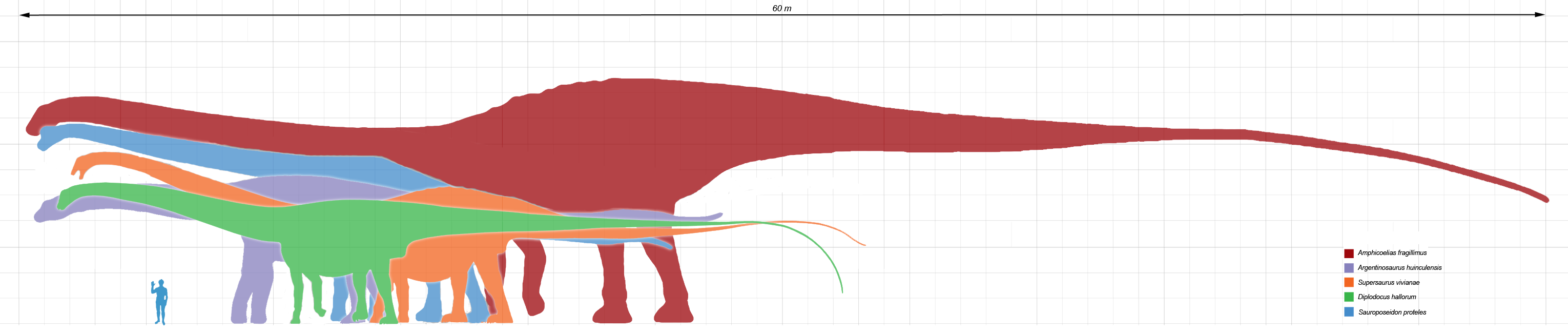 Sauropod_Size_Chart.png