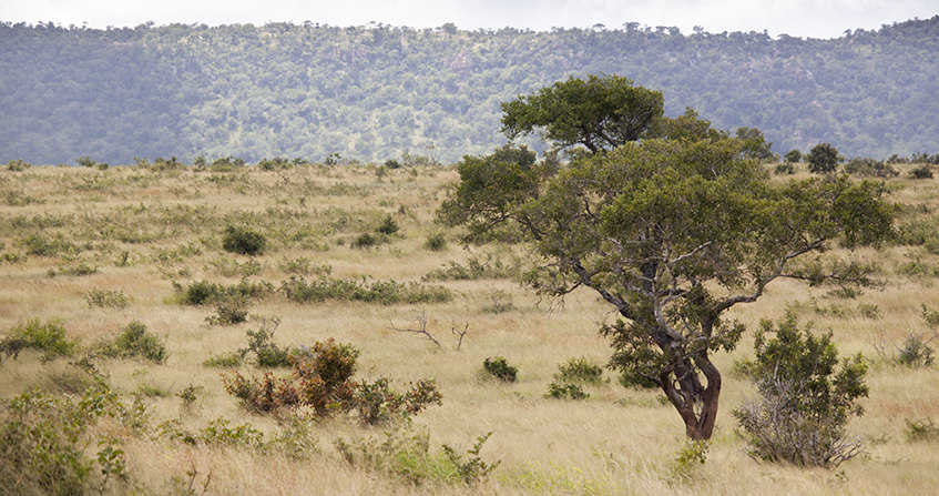 Savanes_couv.jpg
