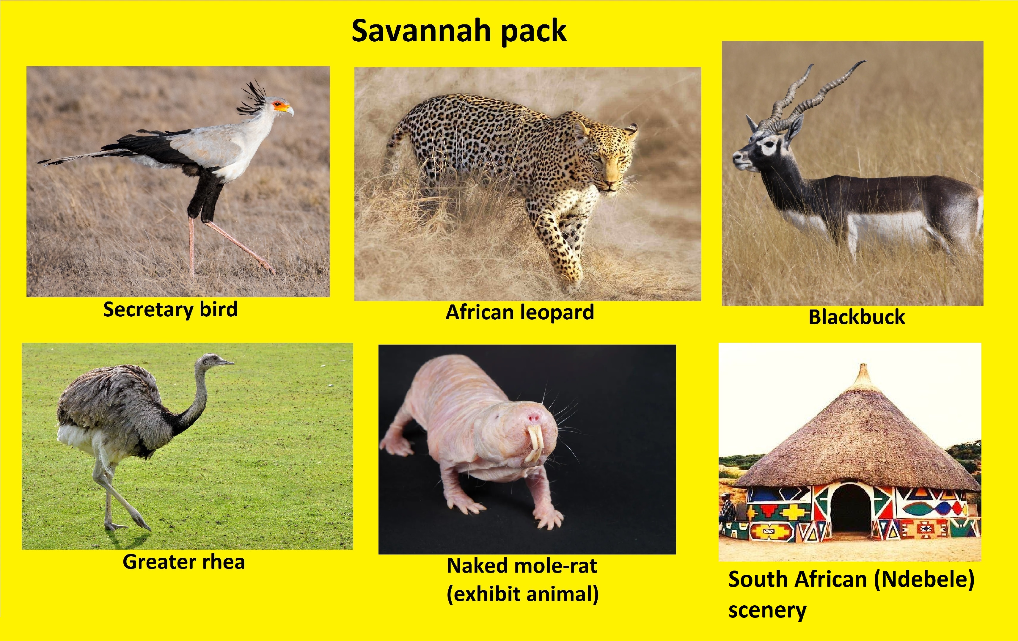 Savannah pack.jpg