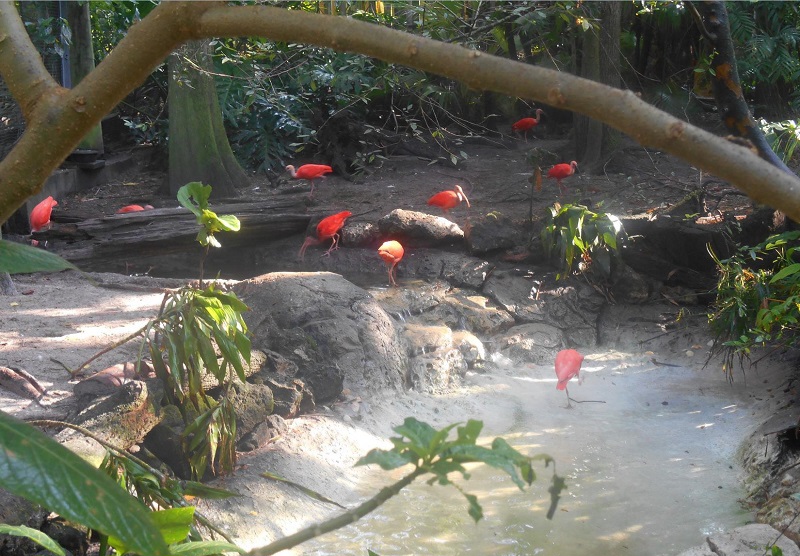 scarlet-ibis-2-.jpg