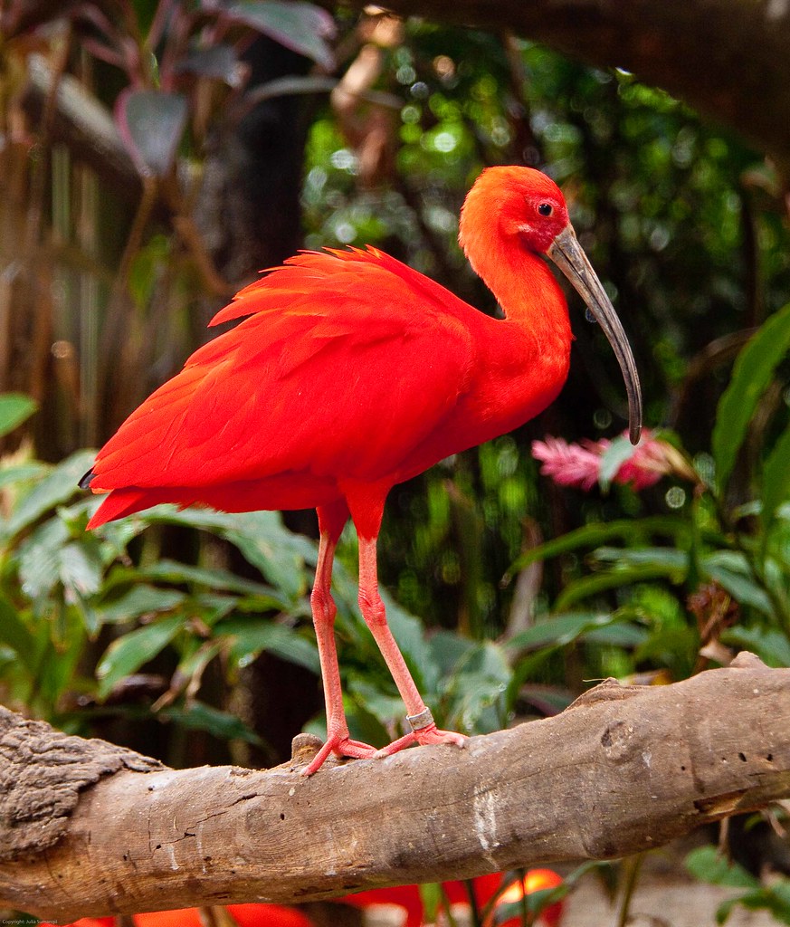scarlet ibis.jpg