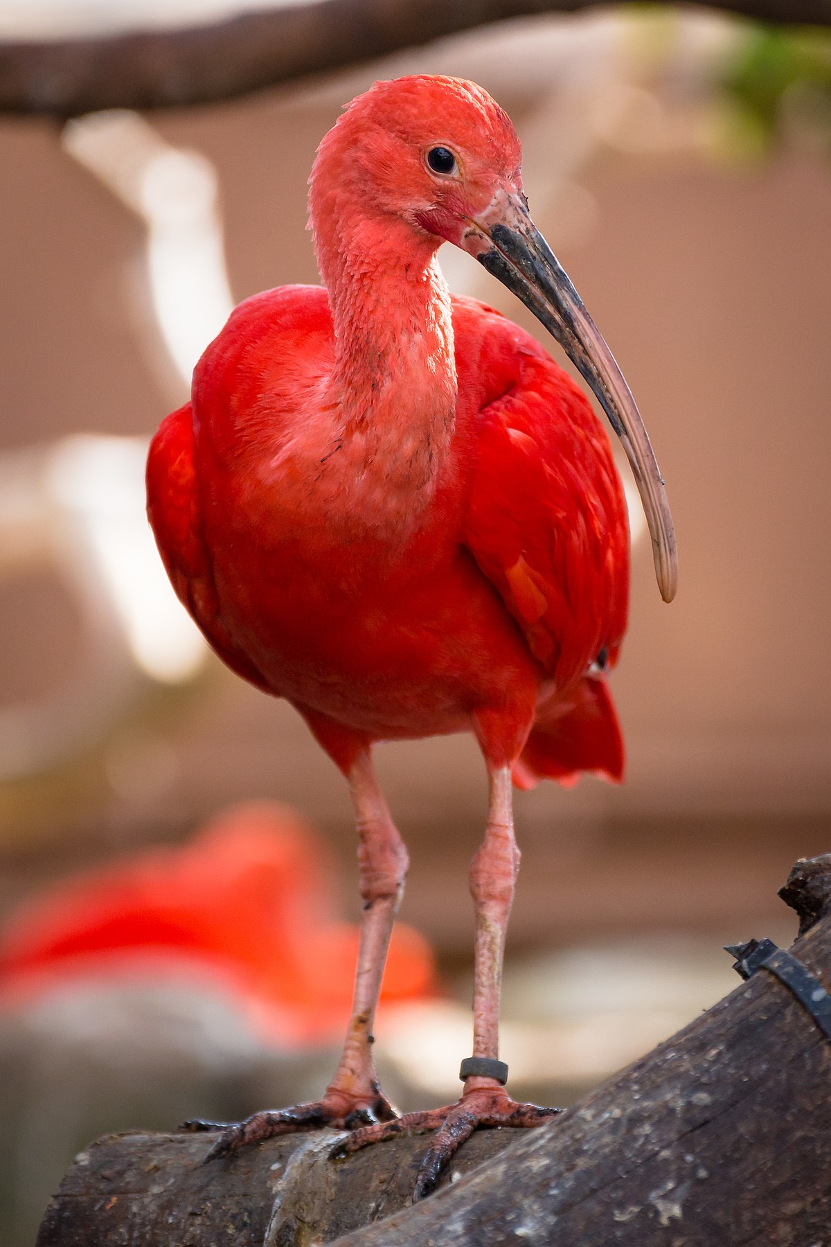 scarletibis.jpg