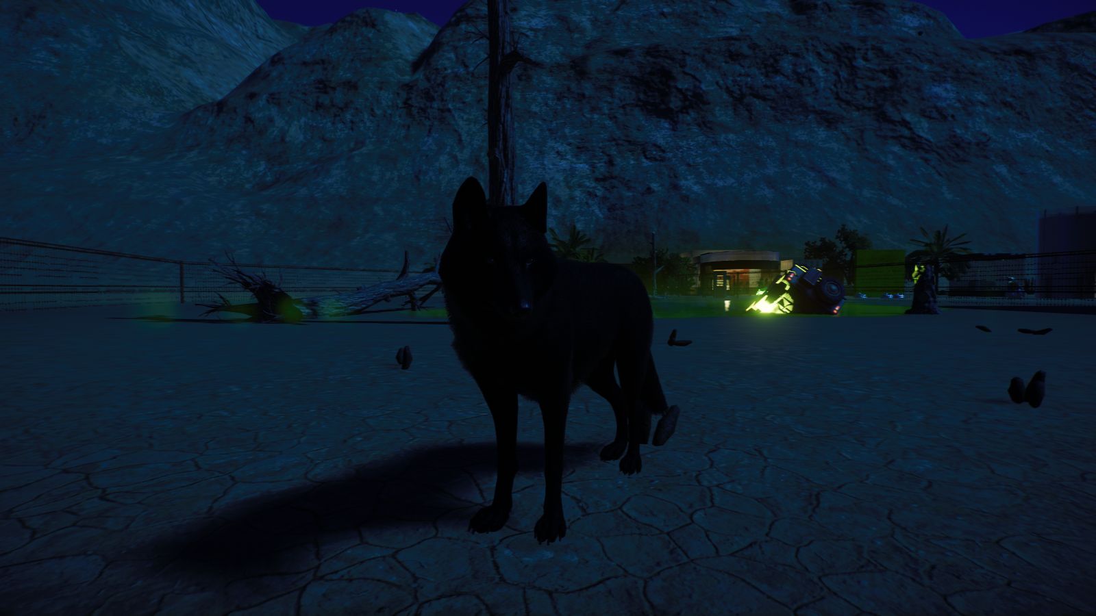 schwarzer Wolf2.jpg
