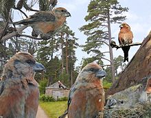 Scottish_Crossbill_from_the_Crossley_ID_Guide_Britain_and_Ireland.jpg