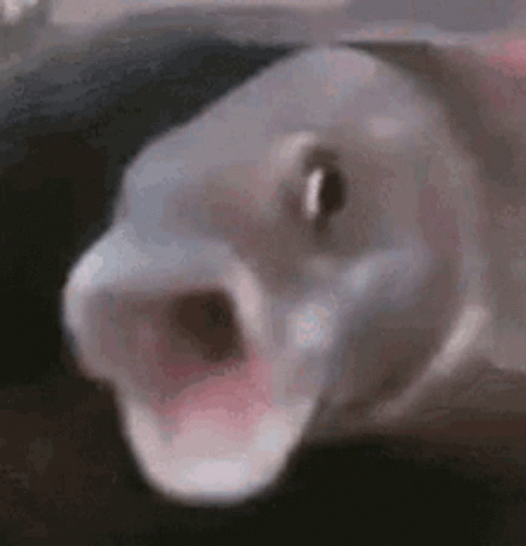 screaming-fish.gif