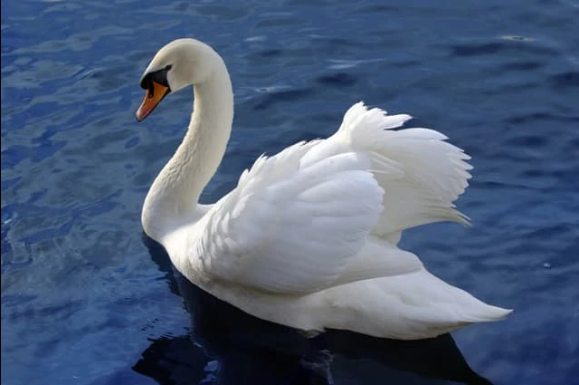 Screenshot 2022-11-17 at 13-10-22 cygne – Recherche Google.png