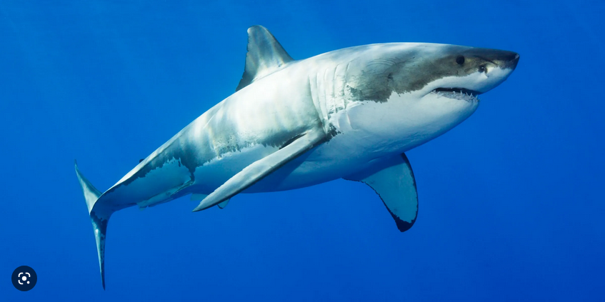 Screenshot 2022-11-17 at 13-22-19 White shark – Recherche Google.png