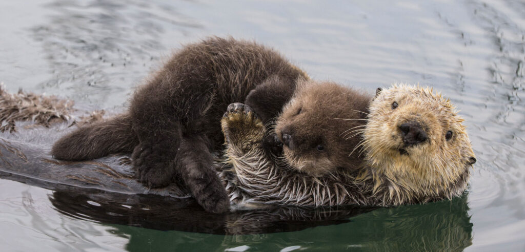 Sea otter.jpg
