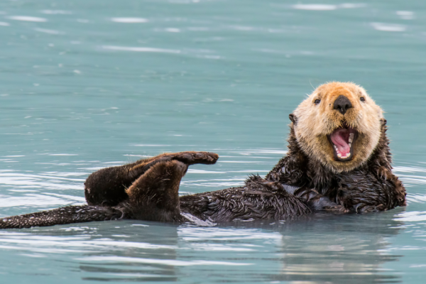 Sea-Otter.png