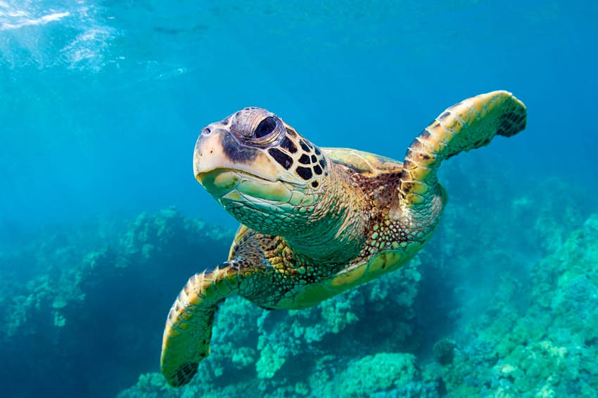 sea-turtle-conservation-success.jpg