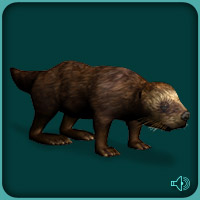 Sea_Otter.jpg