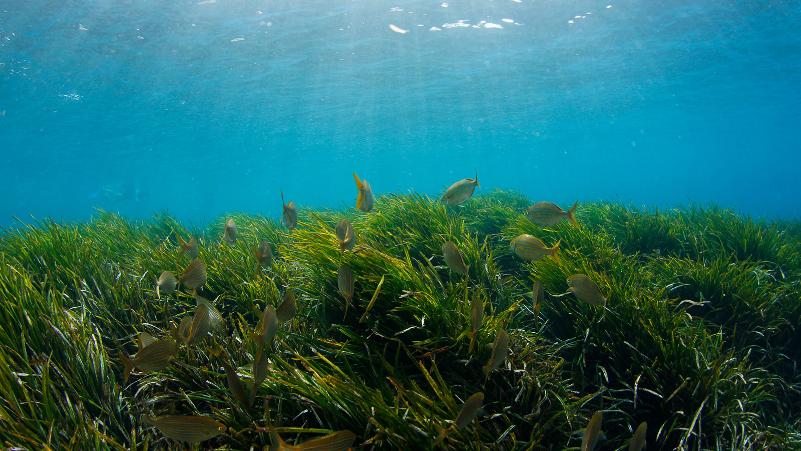 seagrass.jpg