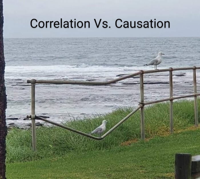 seagull fence.jpg