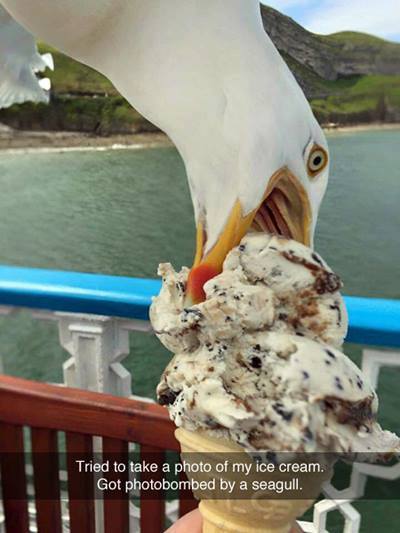 Seagullpig.jpg