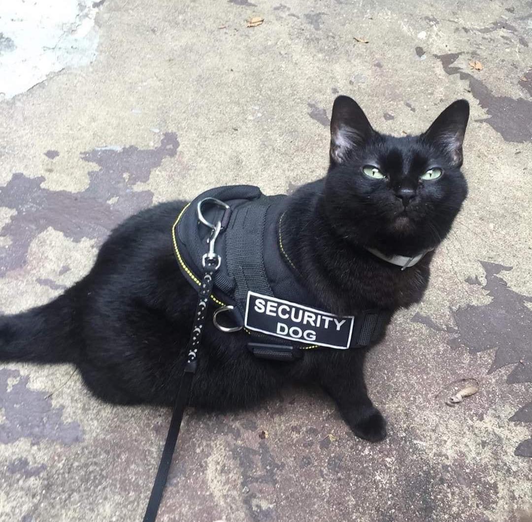 SecDog.jpg