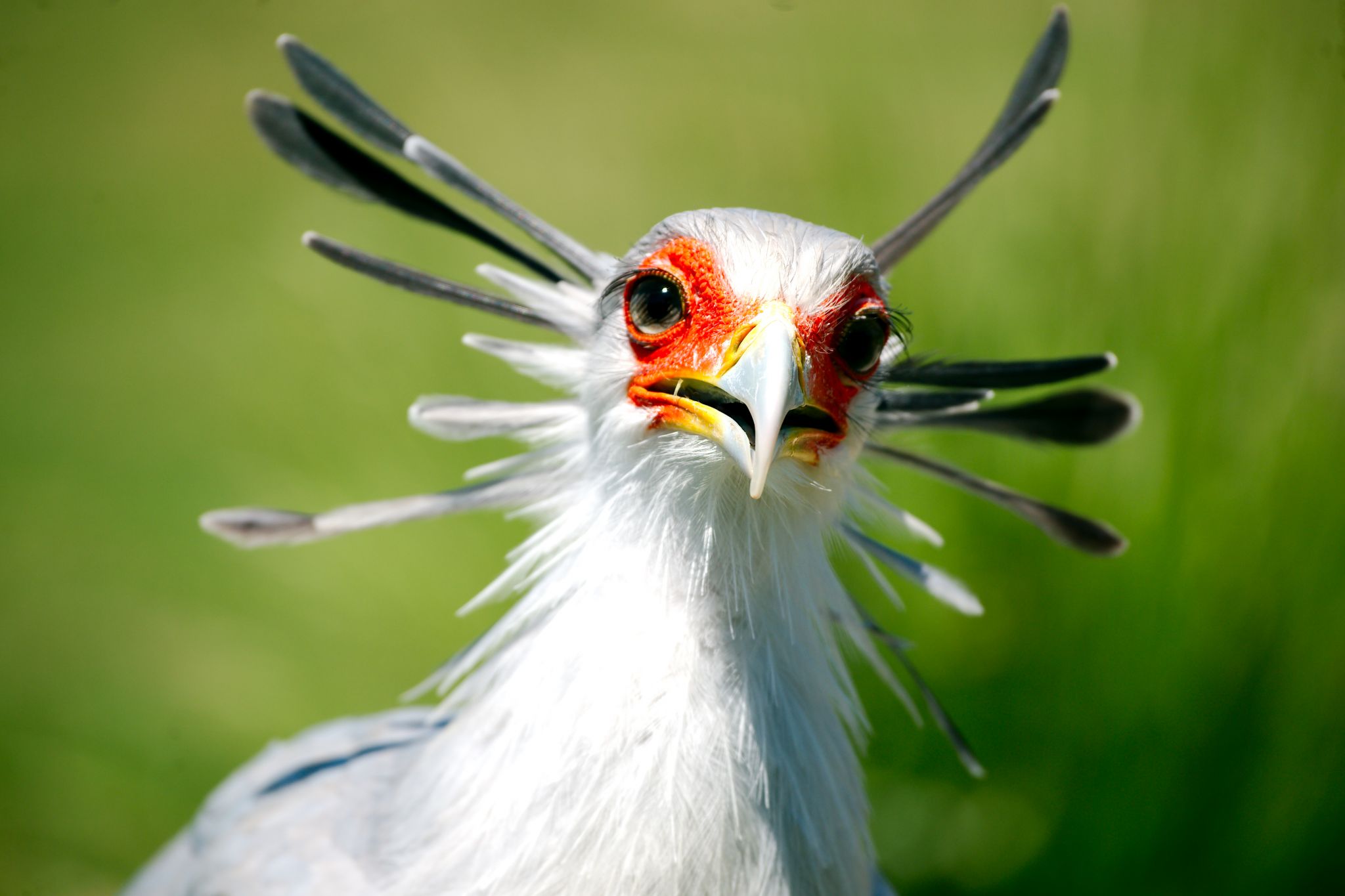 secretary bird.jpg