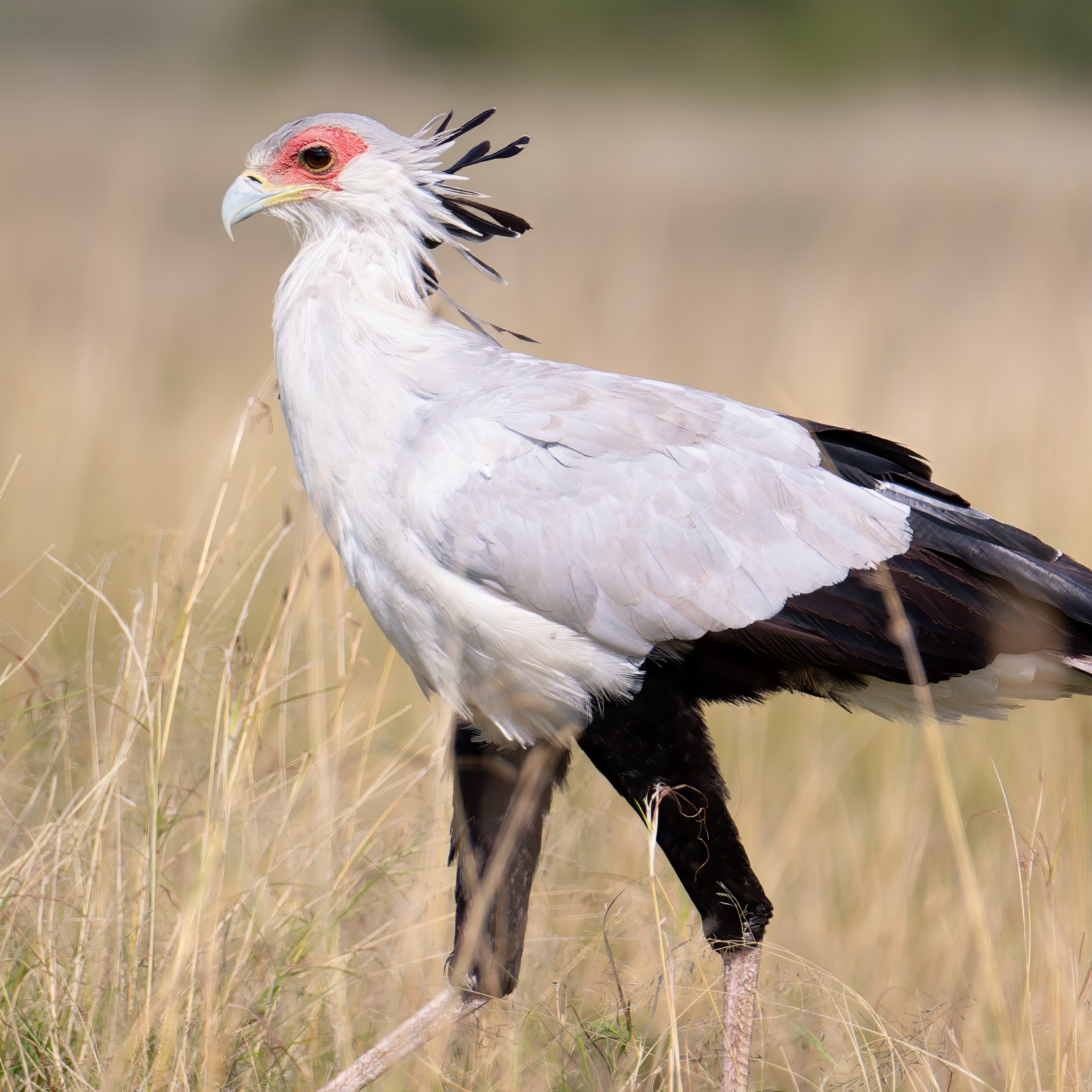 Secretary_bird_Mara_for_WC.jpg