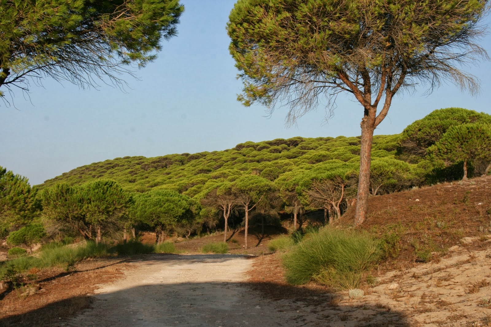 SENDERO DEL ACANTILADO DE BARBATE 006.jpg