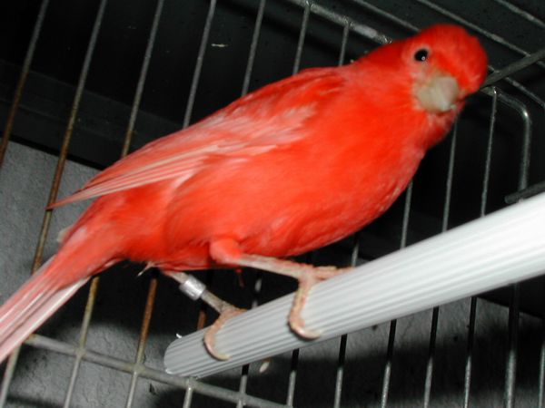 Serinus_canaria_Rosso_Intenso.jpg